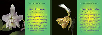 Living Tree Orchid Essences - Cards Set 2
