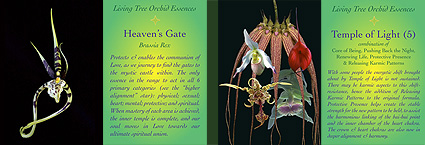 Living Tree Orchid Essences - Cards Set 2